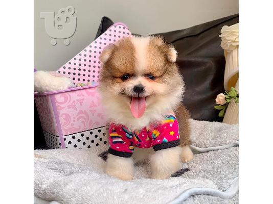 PoulaTo: Κουτάβια Pomeranian